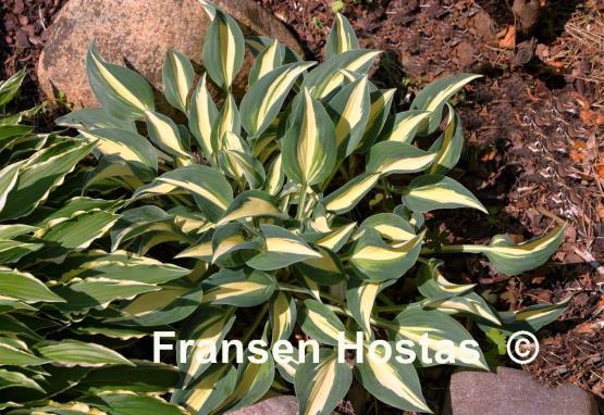 Hosta Little Treasure